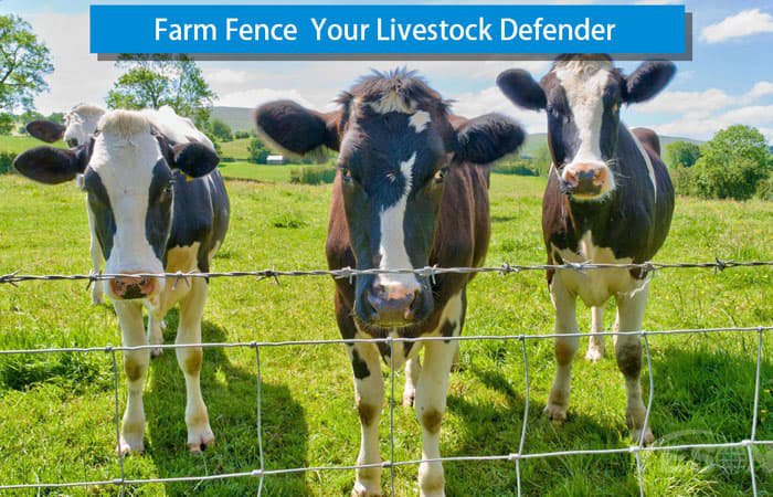 10 Essential Features of Cattle Fences in Australia