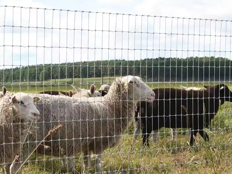 Square Knot Field Fence 8