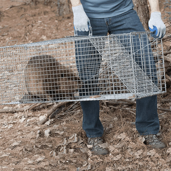 Collapsible Humane Animal Trap Cage 6