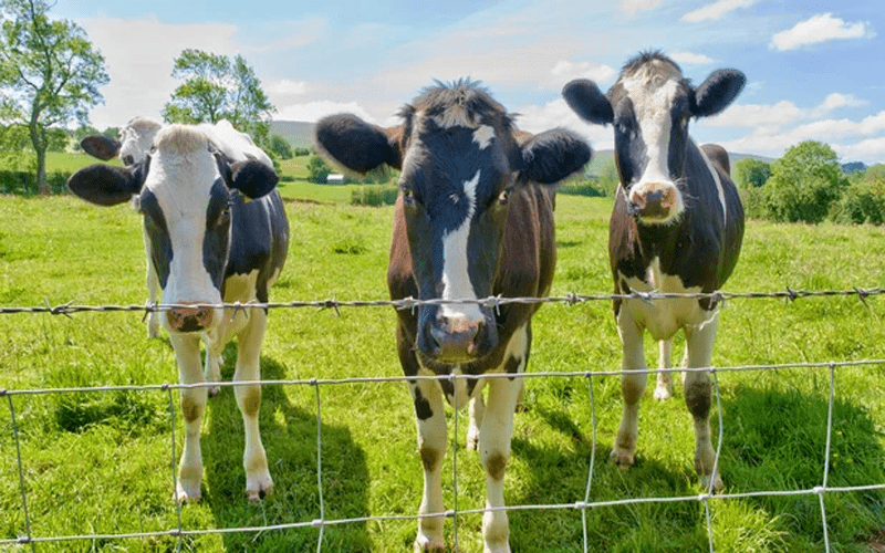 Farm barbed wire fencing