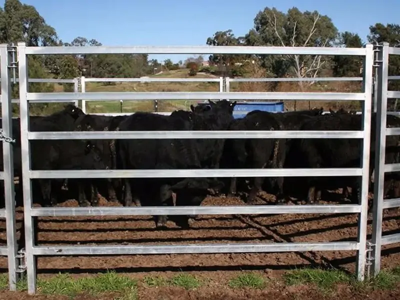 Cattle Panel 8